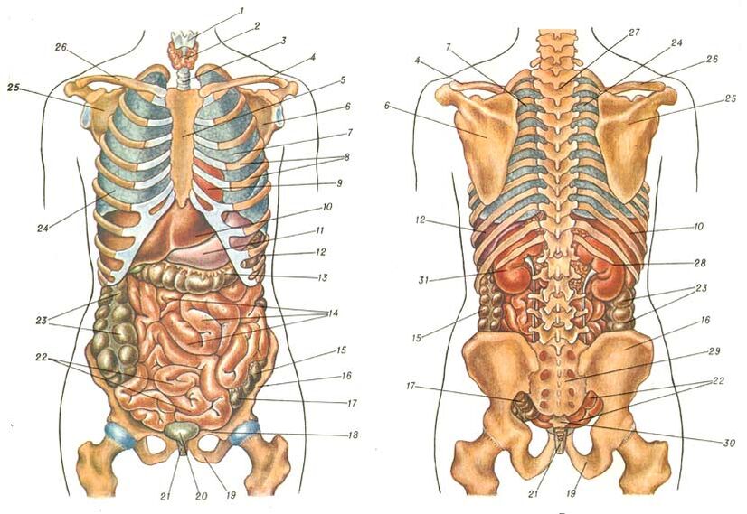struktura telesa in bolečina pod levo lopatico